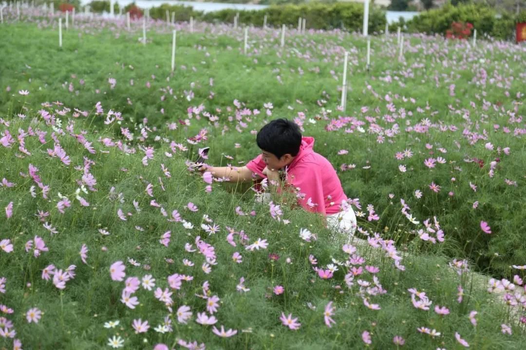 格桑6.jpg
