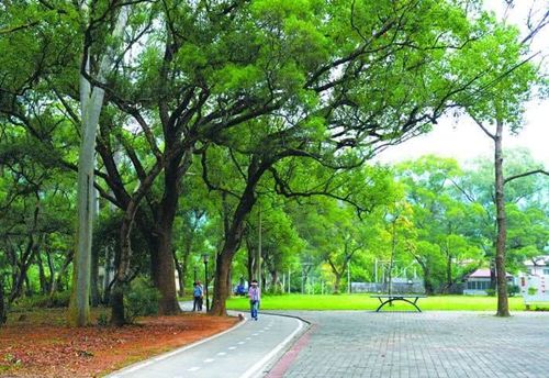 8.桂南村香樟公園（孫俊軍 攝）.jpg